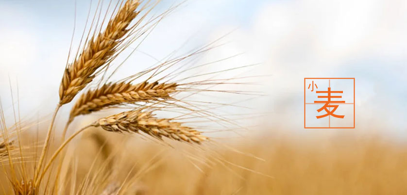 D6智能石墨消解儀處理小麥、玉米、糙米消解方案